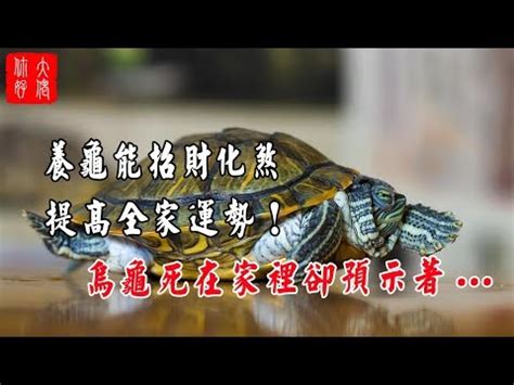 財位養烏龜|養烏龜招財：改善風水、提升運勢的秘訣 